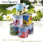 MacFlowers® | Anzucht-Set mit echter Mimose | eine Sorte Samen | in niedlicher instant gardening Blumendose | Geschenkidee