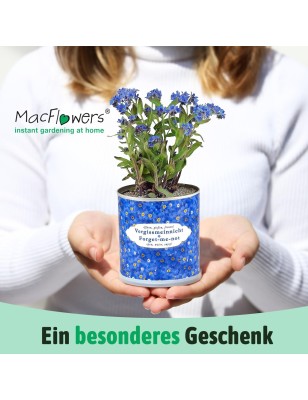 MacFlowers Vergissmeinnicht | Pflanzset mit Vergissmeinnicht Samen | Samen Anzuchtset Besonderes Geschenk Abschied Dankeschön