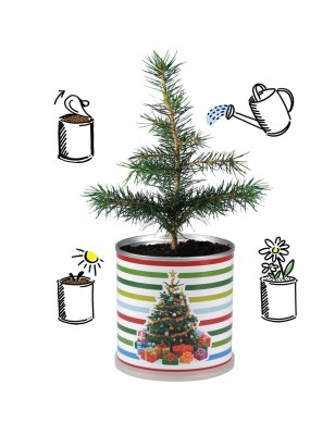 4 Stück MacFlowers® | Anzuchtset Fichte Weihnachtsbaum | Streifen | instant gardening | Adventskalender Wichtel Geschenk