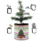 4 Stück MacFlowers® | Anzuchtset Fichte Weihnachtsbaum | Streifen | instant gardening | Adventskalender Wichtel Geschenk