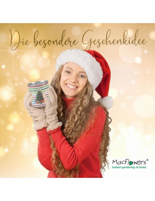 4 Stück MacFlowers® | Anzuchtset Fichte Weihnachtsbaum | Streifen | instant gardening | Adventskalender Wichtel Geschenk