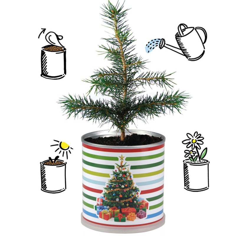 2 Stück MacFlowers® | Anzucht-Set Weihnachtsbaum Fichte |  Eine Sorte instant Gardening Blumendosen | Adventskalender