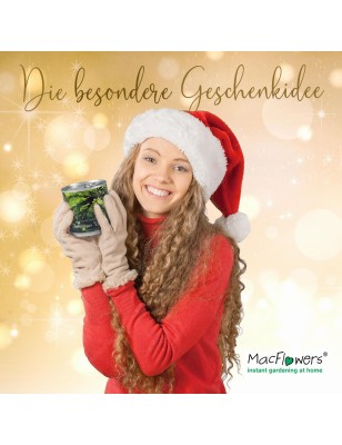 2 Stück MacFlowers® | Anzucht-Set mit Fichte Weihnachtsbaum | Christmas Tree | instant gardening | Wichteln Adventskalender