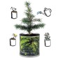 2 Stück MacFlowers® | Anzucht-Set mit Fichte Weihnachtsbaum | Christmas Tree | instant gardening | Wichteln Adventskalender