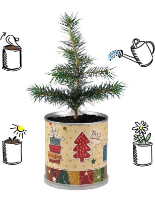 2 Stück MacFlowers® | Anzucht-Set mit Fichte Weihnachtsbaum | Nostalgisch | instant gardening | Wichteln Adventskalender