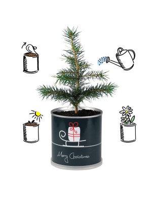 2 Stück MacFlowers® | Anzucht-Set mit Fichte Weihnachtsbaum | Schlitten | instant gardening | Wichteln Adventskalender