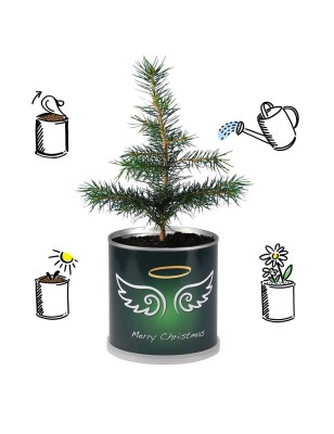 2 Stück MacFlowers® | Anzucht-Set mit Fichte Weihnachtsbaum | Engel | instant gardening | Wichteln Adventskalender