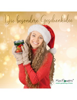 2 Stück MacFlowers® | Anzucht-Set mit Fichte Weihnachtsbaum | Geschenke | instant gardening | Wichteln Adventskalender