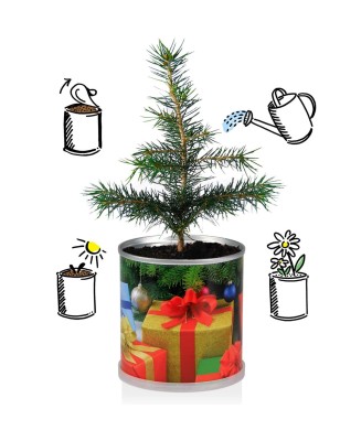 2 Stück MacFlowers® | Anzucht-Set mit Fichte Weihnachtsbaum | Geschenke | instant gardening | Wichteln Adventskalender