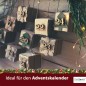 MacFlowers® Weihnachtsbaum in der Blumendose | 4 Stück | Merry Christmas Rot | Dein Anzuchtset | Adventskalender Wichteln