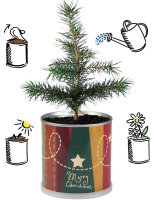 2 Stück MacFlowers® | Anzucht-Set mit Fichte Weihnachtsbaum | Sterne | instant gardening | Wichteln Adventskalender