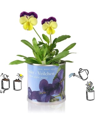 MacFlowers® | Kleines Anzuchtset mit Veilchen | Geschenk Set mit Einer Sorte Samen in süßer instant Blumendose