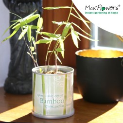 MacFlowers® Blumen in der Dose Bambus - Bamboo | Anzuchtset Besondere Geschenkidee und als Geschenk Dankeschön