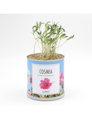 MacFlowers® Blumengrüße - Cosmea mix- echte Schmuckkörbchen in der Dose - Geschenk, Rosa Weis Purple