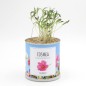 MacFlowers® Blumengrüße - Cosmea mix- echte Schmuckkörbchen in der Dose - Geschenk, Rosa Weis Purple