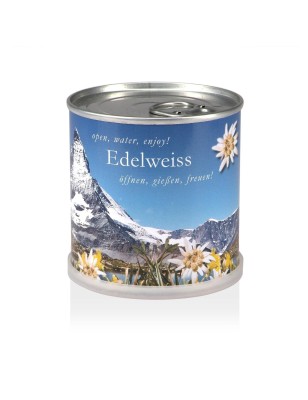 MacFlowers® Extragifts Blumen in der Dose - Edelweiss