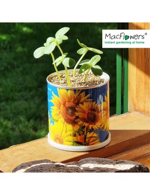 MacFlowers® | Kleines Anzuchtset mit Sonnenblumen | Design Blau Gelb | Geschenkset in süßer instant Blumendose