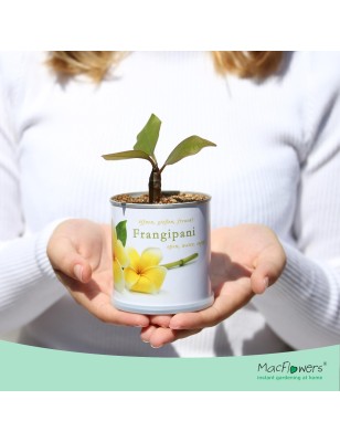 MacFlowers Frangipani | Anzuchtset als besondere Geschenk | Instant gardening | Samen Anzuchtset | Geschenk Dankeschön Yoga