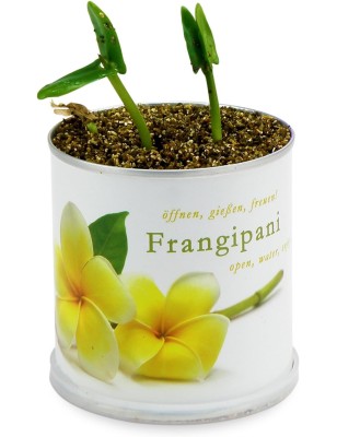 MacFlowers Frangipani | Anzuchtset als besondere Geschenk | Instant gardening | Samen Anzuchtset | Geschenk Dankeschön Yoga