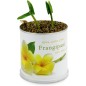 MacFlowers Frangipani | Anzuchtset als besondere Geschenk | Instant gardening | Samen Anzuchtset | Geschenk Dankeschön Yoga