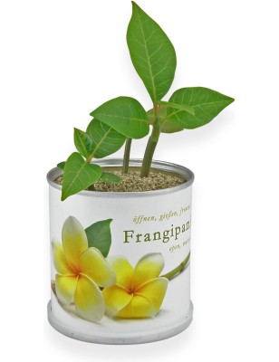 MacFlowers Frangipani | Anzuchtset als besondere Geschenk | Instant gardening | Samen Anzuchtset | Geschenk Dankeschön Yoga