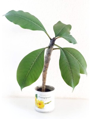 MacFlowers Frangipani | Anzuchtset als besondere Geschenk | Instant gardening | Samen Anzuchtset | Geschenk Dankeschön Yoga