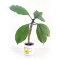 MacFlowers Frangipani | Anzuchtset als besondere Geschenk | Instant gardening | Samen Anzuchtset | Geschenk Dankeschön Yoga