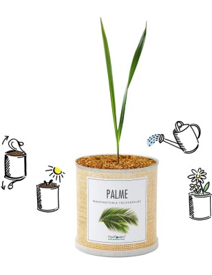 MacFlowers® | Kleines Anzuchtset mit Fächerplame | Petticoat-Palme | Geschenk-Set in süßer instant gardening Blumendose